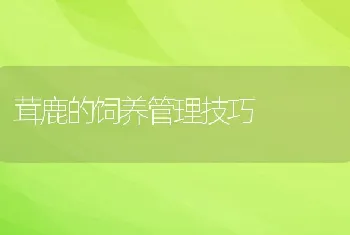 茸鹿的饲养管理技巧