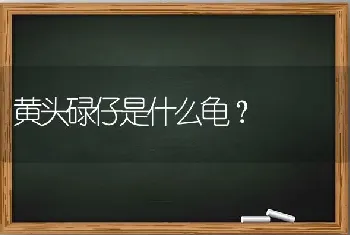 黄头碌仔是什么龟？