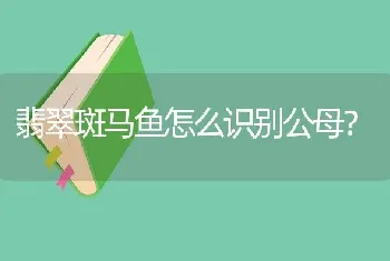 翡翠斑马鱼怎么识别公母？