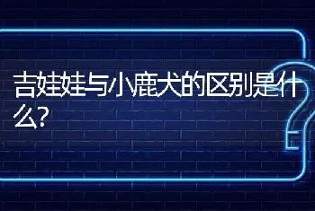 吉娃娃与小鹿犬的区别是什么？