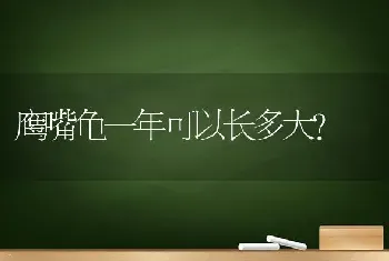 鹰嘴龟一年可以长多大？