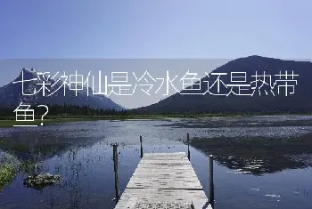 七彩神仙是冷水鱼还是热带鱼？