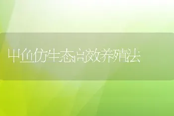 甲鱼仿生态高效养殖法