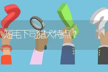 短毛下司猎犬特点？