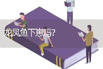 龙凤鱼下崽吗？