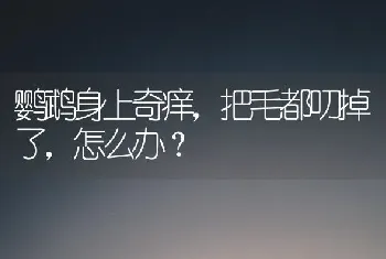 鹦鹉身上奇痒，把毛都叨掉了，怎么办？