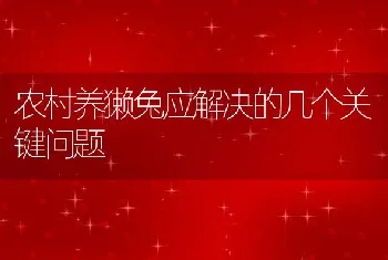 农村养獭兔应解决的几个关键问题