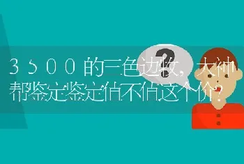 3500的三色边牧，大神帮鉴定鉴定值不值这个价？