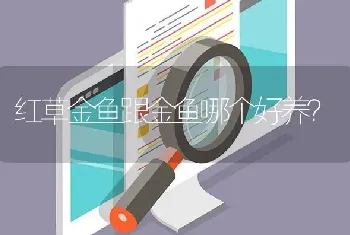 红草金鱼跟金鱼哪个好养？