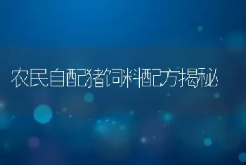 农民自配猪饲料配方揭秘