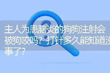 吉娃娃的肚子中间有一个指甲盖大小的包是怎么回事？