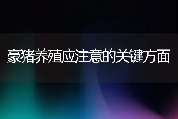 豪猪养殖应注意的关键方面