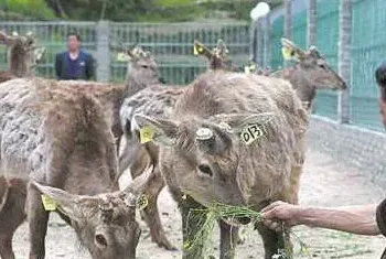 养殖梅花鹿基础知识