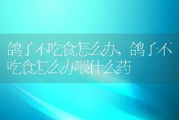 鸽子不吃食怎么办，鸽子不吃食怎么办喂什么药