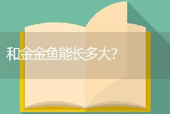 和金金鱼能长多大？