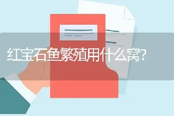 红宝石鱼繁殖用什么窝？