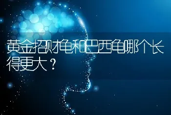 黄金招财龟和巴西龟哪个长得更大？