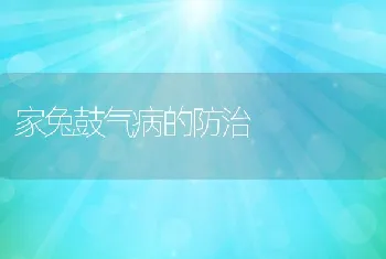 家兔鼓气病的防治