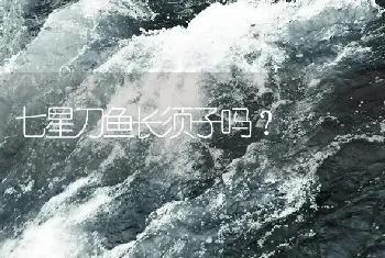 七星刀鱼长须子吗？