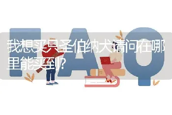 我想买只圣伯纳犬请问在哪里能买到？