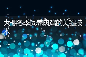 大棚冬季饲养肉鸡的关键技术