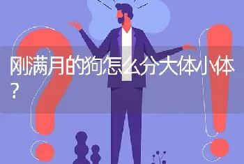 刚满月的狗怎么分大体小体？