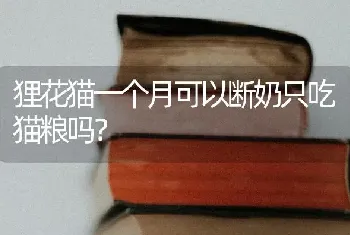 狸花猫一个月可以断奶只吃猫粮吗？