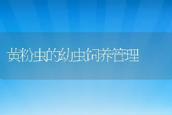 黄粉虫的幼虫饲养管理