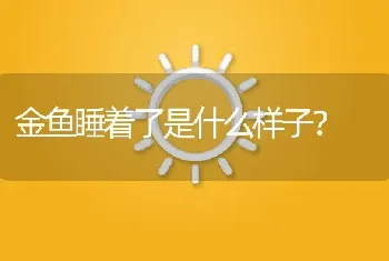 金鱼睡着了是什么样子？