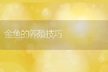 金鱼的养殖技巧