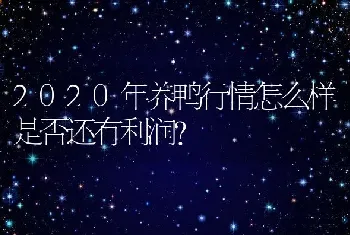 2020年养鸭行情怎么样是否还有利润？