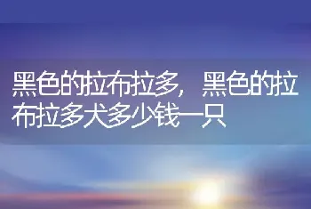 黑色的拉布拉多，黑色的拉布拉多犬多少钱一只