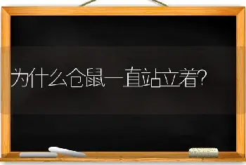 为什么仓鼠一直站立着？