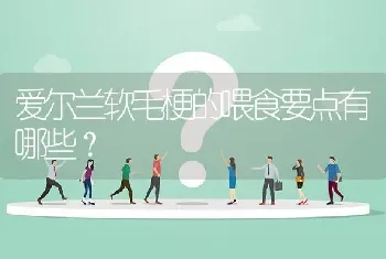 爱尔兰软毛梗的喂食要点有哪些？