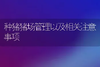 种猪猪场管理以及相关注意事项