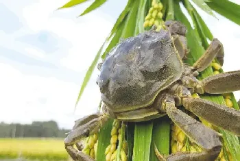 稻田蟹吃什么食物？