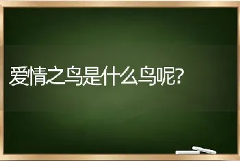 爱情之鸟是什么鸟呢？