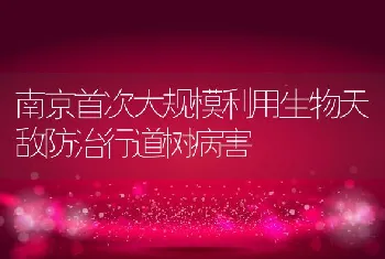 南京首次大规模利用生物天敌防治行道树病害