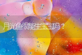 月光鱼很能生宝宝吗？