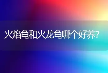 火焰龟和火龙龟哪个好养？