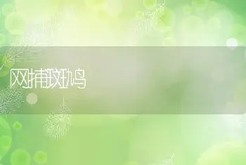 网捕斑鸠