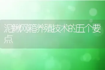 泥鳅网箱养殖技术的五个要点