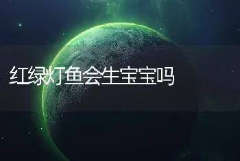 红绿灯鱼会生宝宝吗