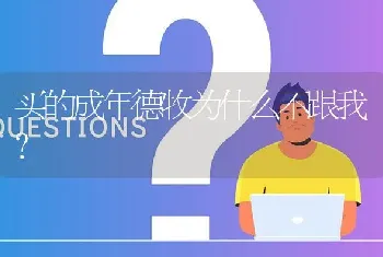 买的成年德牧为什么不跟我？