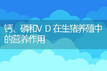 钙、磷和VD在生猪养殖中的营养作用