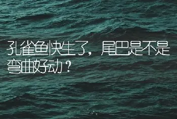 孔雀鱼快生了，尾巴是不是弯曲好动？