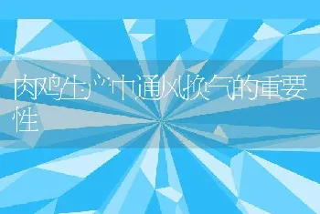 肉鸡生产中通风换气的重要性