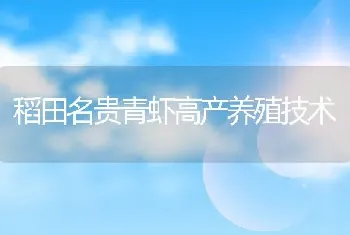 稻田名贵青虾高产养殖技术