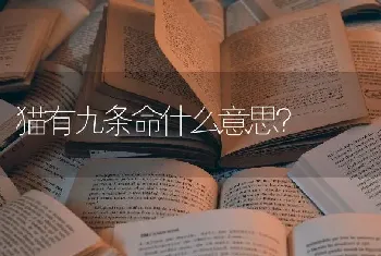 猫有九条命什么意思？