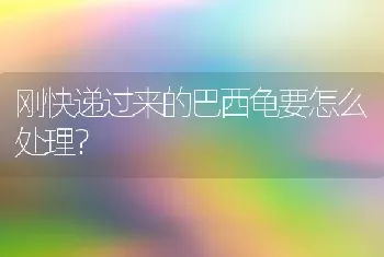 刚快递过来的巴西龟要怎么处理？